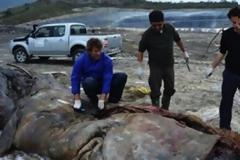 Βρέθηκε νεκρή φάλαινα που είχε καταπιεί 17 κιλά πλαστικού