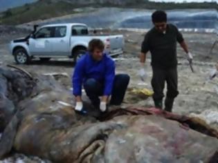 Φωτογραφία για Βρέθηκε νεκρή φάλαινα που είχε καταπιεί 17 κιλά πλαστικού