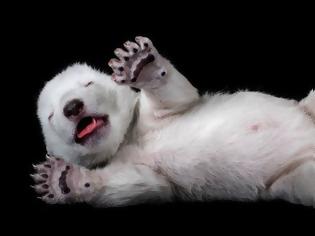 Φωτογραφία για Μωρό- πολικό αρκουδάκι κλέβει τις εντυπώσεις!