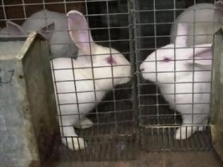 Φωτογραφία για ΕΕ: Πλήρης απαγόρευση των καλλυντικών που δοκιμάστηκαν σε ζώα