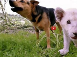 Φωτογραφία για Σκύλος και λευκό λιονταράκι έγιναν κολλητοί φίλοι [Video]