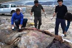 Φάλαινα κατάπιε θερμοκήπιο και βρήκε τραγικό θάνατο!
