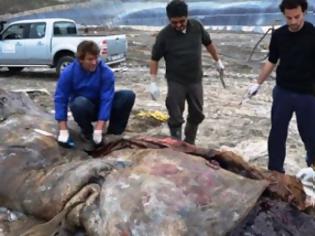 Φωτογραφία για Φάλαινα κατάπιε θερμοκήπιο και βρήκε τραγικό θάνατο!