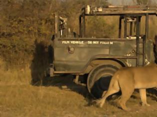 Φωτογραφία για Λιοντάρι έρχεται σε απόσταση αναπνοής από κάμεραμαν [video]