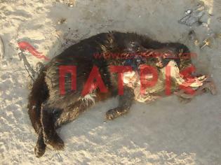 Φωτογραφία για Πύργος: Βασανίζουν και σκοτώνουν ζώα στην Μούτελη!