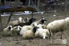 Βοσκός έκρυβε σε στάνη ένα καλάσνικοφ και όχι μόνο…