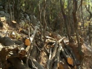 Φωτογραφία για Ξύλο στο Βόλο για τα ξύλα, μεταξύ δασικού υπαλλήλου και πολίτη