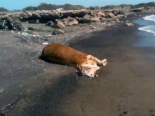Φωτογραφία για Νεκρή αγελάδα ξέβρασε η θάλασσα στο Γαϊδουρονήσι