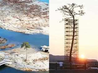Φωτογραφία για Το τελευταίο δέντρο του τσουνάμι γίνεται μνημείο!