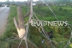Χαλκίδα: Χαροπαλεύει 53χρονος που έπεσε σε δέντρο!