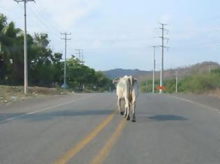 Φωτογραφία για Πρέβεζα: Επέλαση ... αγελάδων στην Βαλανιδούσα