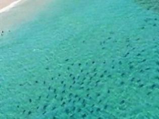 Φωτογραφία για Επιδρομή χιλιάδων καρχαριών στην Φλόριντα