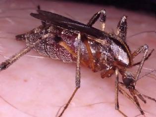 Φωτογραφία για Κουνούπι «γίγας» προκαλεί τρόμο στις ΗΠΑ