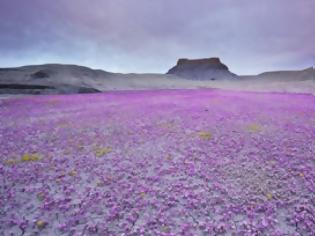 Φωτογραφία για Ο... μοβ κήπος της ερήμου Μοχάβε