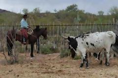 Ζητούν πρόσληψη cowboy για αδέσποτα μοσχάρια