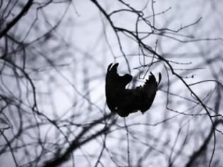 Φωτογραφία για Κρεμάνε “νεκρά” όρνια σε δέντρα για να διώχνουν τα ζωντανά