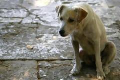 Σεξ με ζώα ομολογούν οι φοιτητές του Γέιλ
