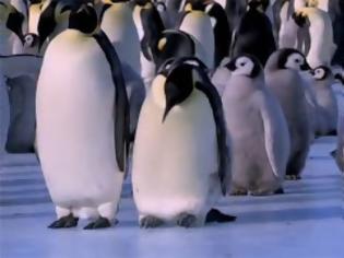 Φωτογραφία για Γκαφατζήδες πιγκουίνοι χαρίζουν άφθονο γέλιο [Video]