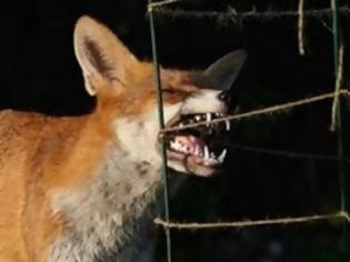 Φωτογραφία για Αλεπού επιτέθηκε σε κτηνοτρόφο στο Κλειτσό Ευρυτανίας - Συναγερμός για τη λύσσα