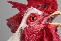 Πώς ξέρουν οι πετεινοί πότε να λαλήσουν