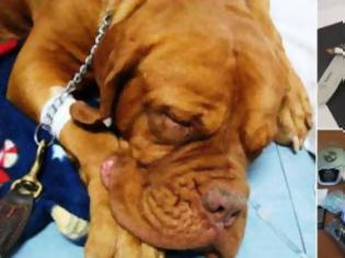 Φωτογραφία για ΦΡΙΚΗ: Ανάγκαζαν σκυλιά να καταπίνουν ναρκωτικά και μετά τα έσφαζαν