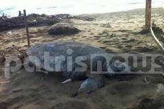 Ηλεία: Νεκρή Caretta-Caretta στην παραλία της Ζαχάρως