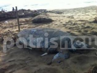 Φωτογραφία για Ηλεία: Νεκρή Caretta-Caretta στην παραλία της Ζαχάρως