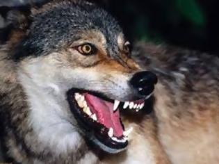 Φωτογραφία για Ημαθία: Σκότωσαν τρεις λύκους