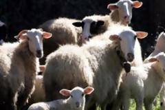 Πάτρα: Μηνυτήρια αναφορά καταθέτουν τα δύο άτομα που προσήχθησαν για... ζωοκλοπή στη φάρμα τους!