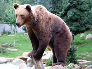 Φωτογραφία για Νυμφαίο: Οι αρκούδες... ξύπνησαν