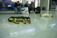 Αδέσποτοι σκύλοι στο χώρο αναχωρήσεων του λιμανιού Ηγ/τσας!