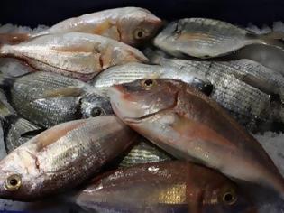 Φωτογραφία για Πάτρα: 105 κιλά ψάρια κατασχέθηκαν στην Ιχθυόσκαλα