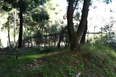 Aγρίνιο: Λόγω κρίσης κόβουν τα πεύκα και φυτεύουν ελιές και... σύρματα