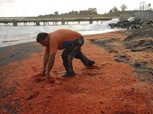 Φωτογραφία για Άλλαξε χρώμα παραλία στην Χιλή από νεκρές γαρίδες και καβούρια - Βίντεο