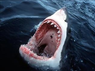 Φωτογραφία για Παρακολουθήστε την τρομακτική στιγμή που ένας μεγάλος λευκός καρχαρίας επιτέθηκε σε ένα νεόνυμφο [video]