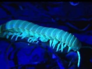 Φωτογραφία για Χιλιόποδα που φωσφορίζουν ανακαλύφθηκαν στο Αλκατράζ (video)