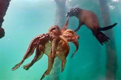 ΔΕΙΤΕ: Φώκια Vs χταπόδι, Μάχη για την επιβίωση!
