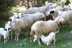 Γιατί το Παρίσι θα γεμίσει με πρόβατα;
