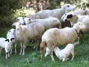 Φωτογραφία για Γιατί το Παρίσι θα γεμίσει με πρόβατα;