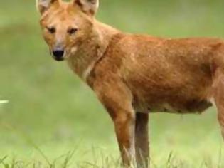 Φωτογραφία για Νεκρά βρέθηκαν σπάνια ζώα στο Δέλτα Νέστου