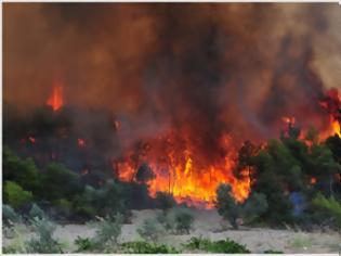 Φωτογραφία για Ηλεία: Πυρκαγιά καίει πευκόδασος στη Βρίνα Ολυμπίας!