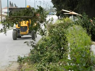 Φωτογραφία για Λευκάδα: Έπεσε δέντρο μέσα στο δρόμο