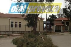 Παντοκράτορας : Πτώσεις δέντρων -Κινδυνεύουν μαθητές από την αδιαφορία του Δήμου [video]