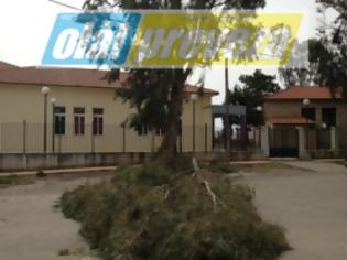 Φωτογραφία για Παντοκράτορας : Πτώσεις δέντρων -Κινδυνεύουν μαθητές από την αδιαφορία του Δήμου [video]