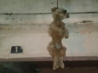 Φωτογραφία για Ηλεία: Φρίκη με κρεμασμένο σκύλο στα Λεχαινά!