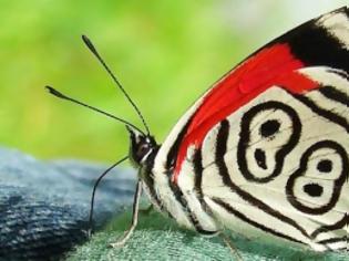 Φωτογραφία για Η «τυχερή» πεταλούδα με το Νο 88