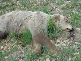 Φωτογραφία για Δυο νεκρές αρκούδες, πιθανότατα δηλητηριασμένες, στα Γρεβενά