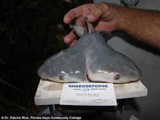 Φωτογραφία για Ψαράς ανακάλυψε δικέφαλο καρχαρία