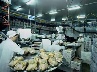 Φωτογραφία για Η πτηνοτροφία στην Ήπειρο βάζει «ανάχωμα» στην κρίση!