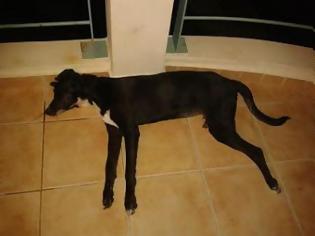 Φωτογραφία για Αμαλιάδα: Τον συνέλαβαν γιατί πέταξε το σκύλο από το μπαλκόνι...